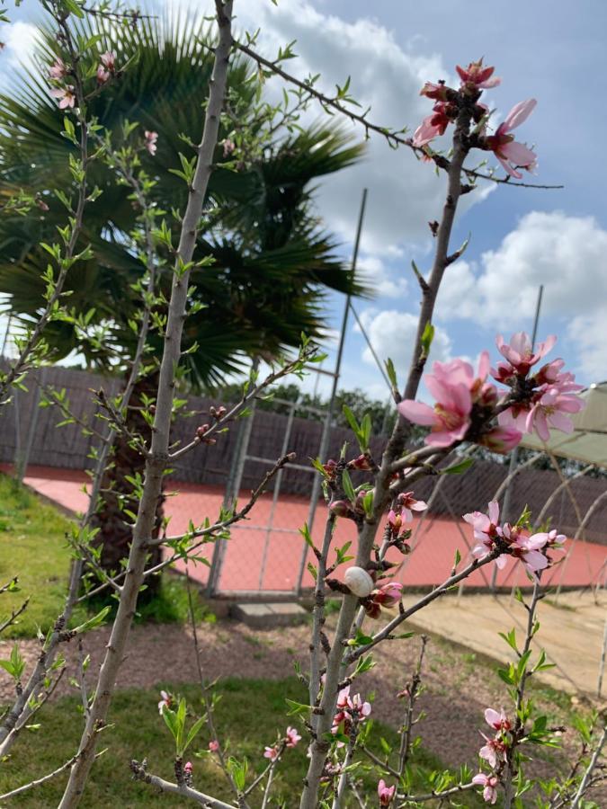 Palm Grove Farm Tit Mellil Exterior foto
